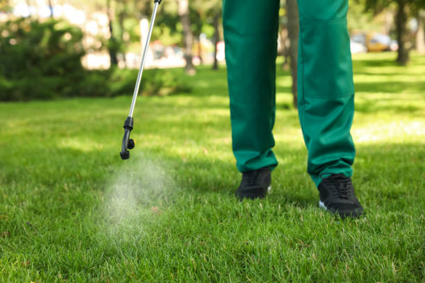 Best Termite Control Services  in Montgomery, MN